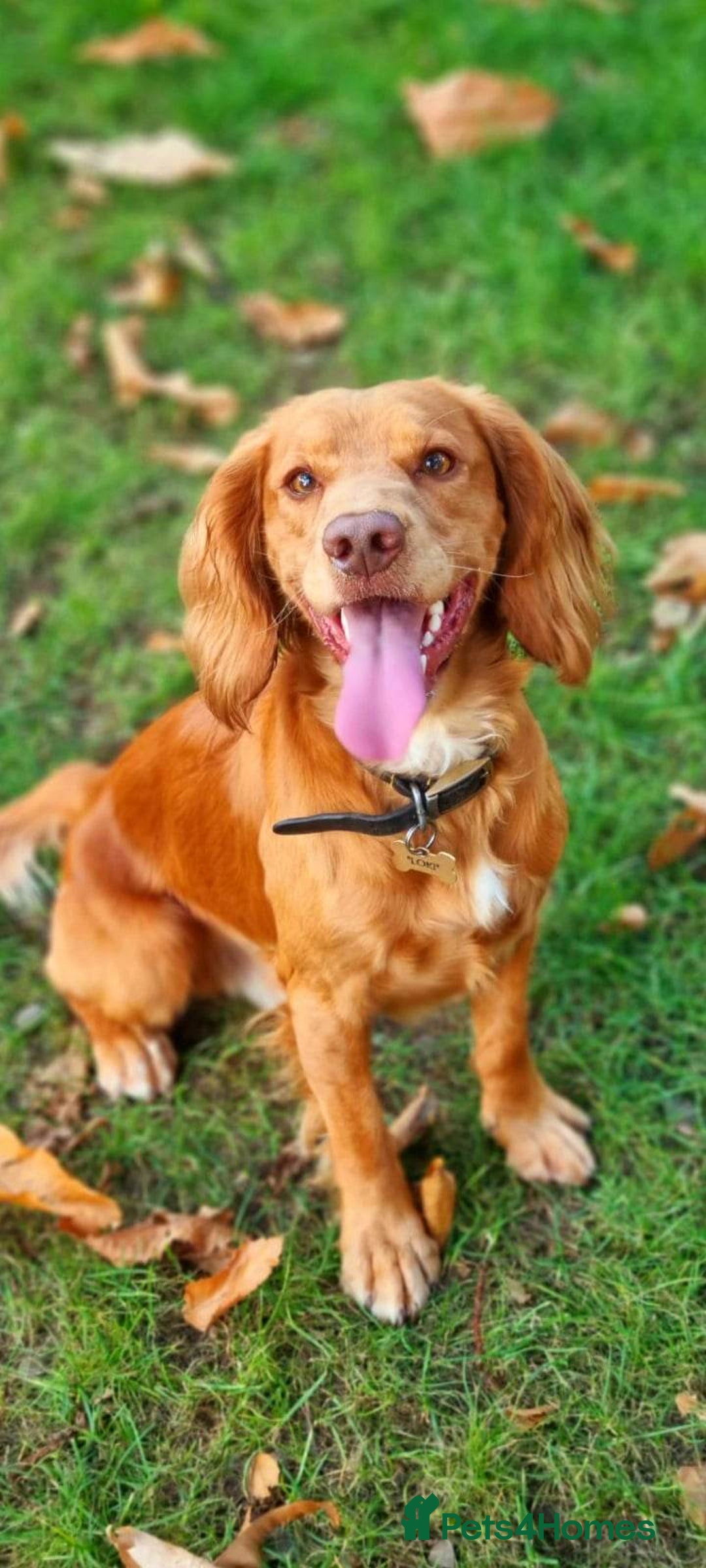 Cocker Spaniel dogs for stud: Fox red working cocker stud in Nottingham - Image 1