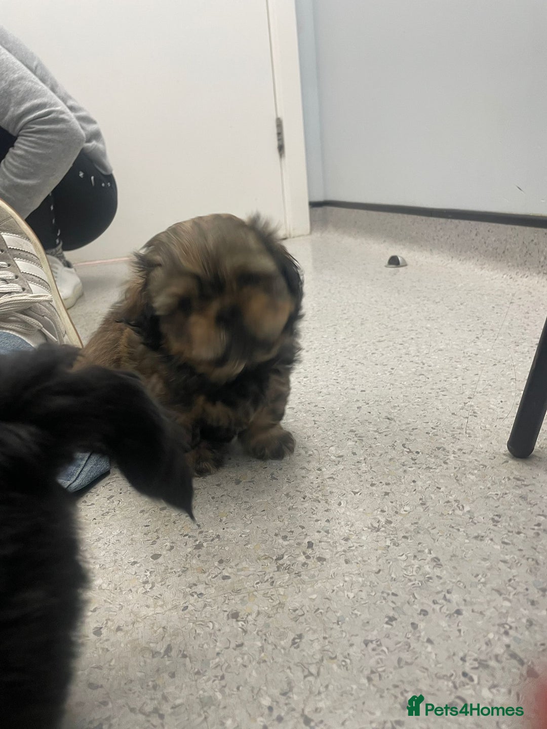 Shih Tzu dogs for sale: Adorable Shih tzu Puppies  - Image 2