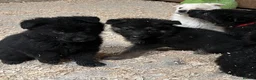 German Shepherd dogs for sale: German Shepherd pups - Advert 10