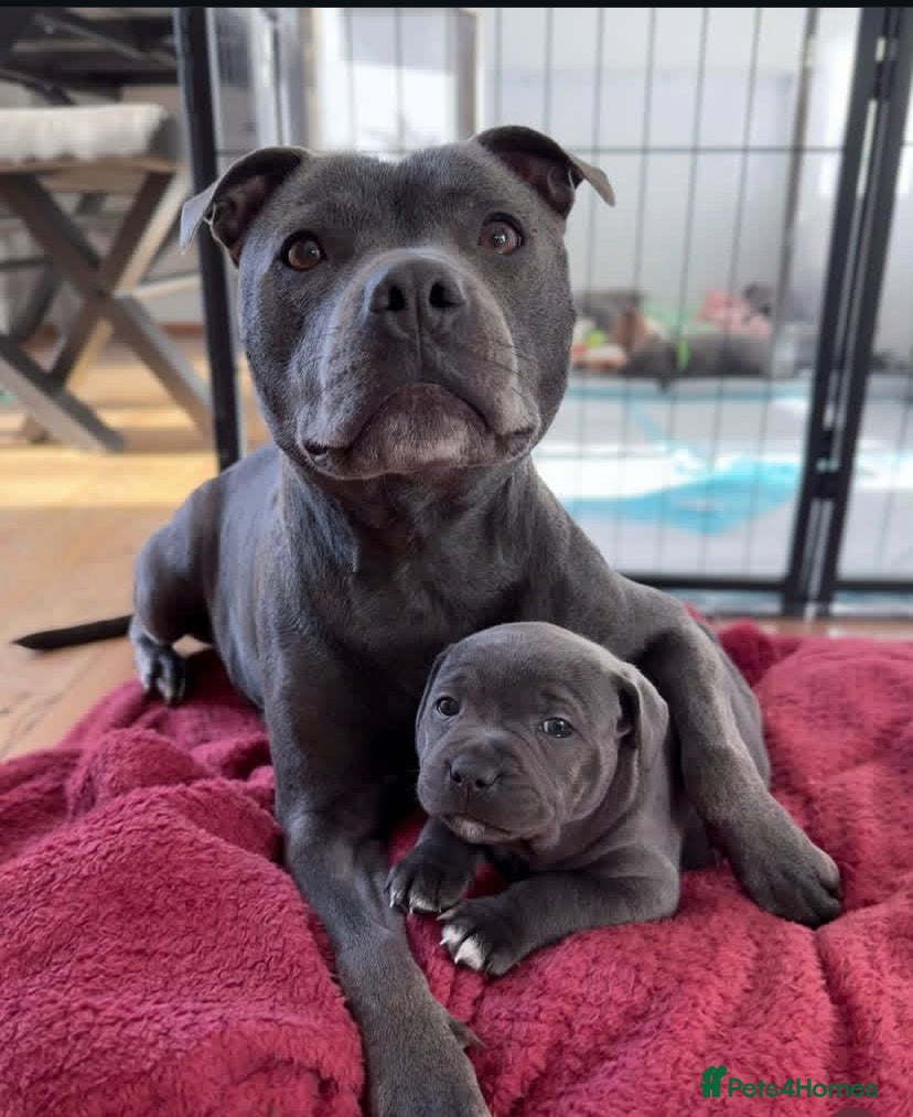 Staffordshire Bull Terrier dogs Gorgeous Blue&Black Pedigree Staffy’s Puppies  - Advert 18