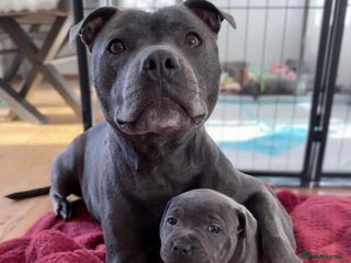 Staffordshire Bull Terrier dogs Gorgeous Blue&Black Pedigree Staffy’s Puppies - Advert 6