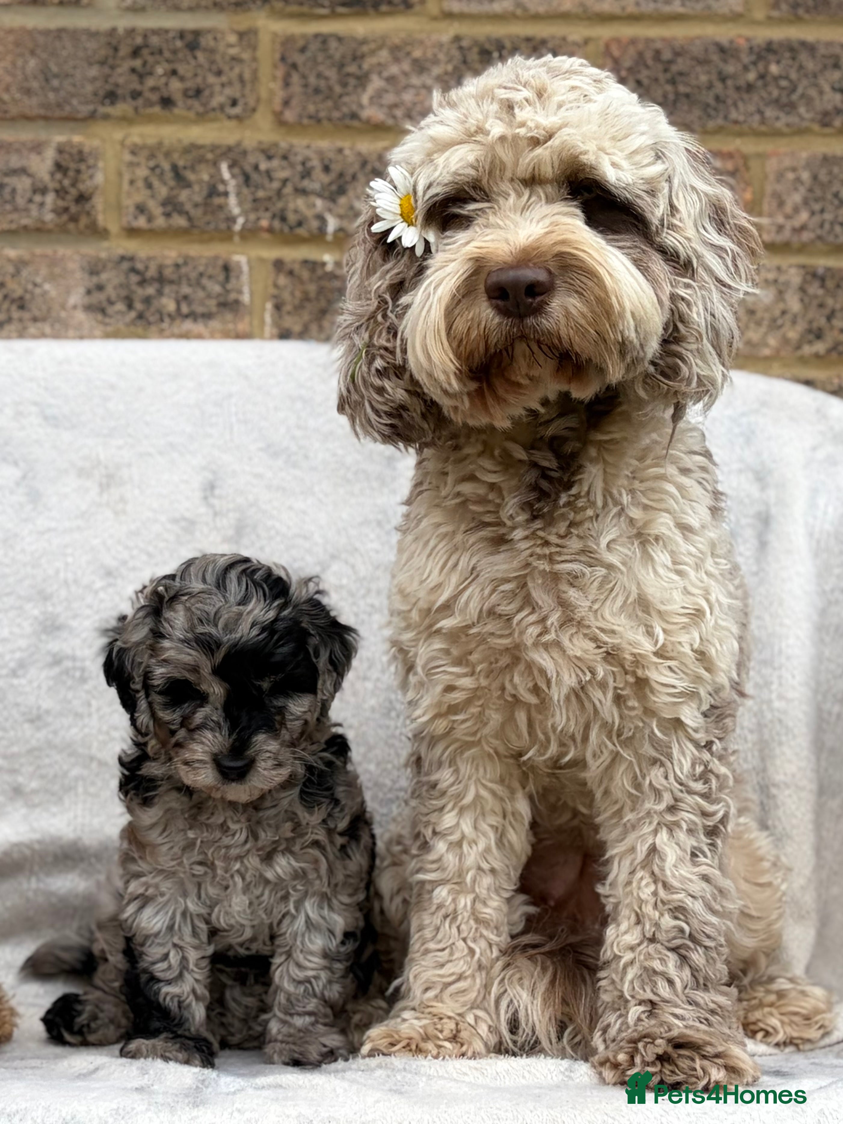 Cockapoo dogs Stunning & unique ✨ - Advert 2