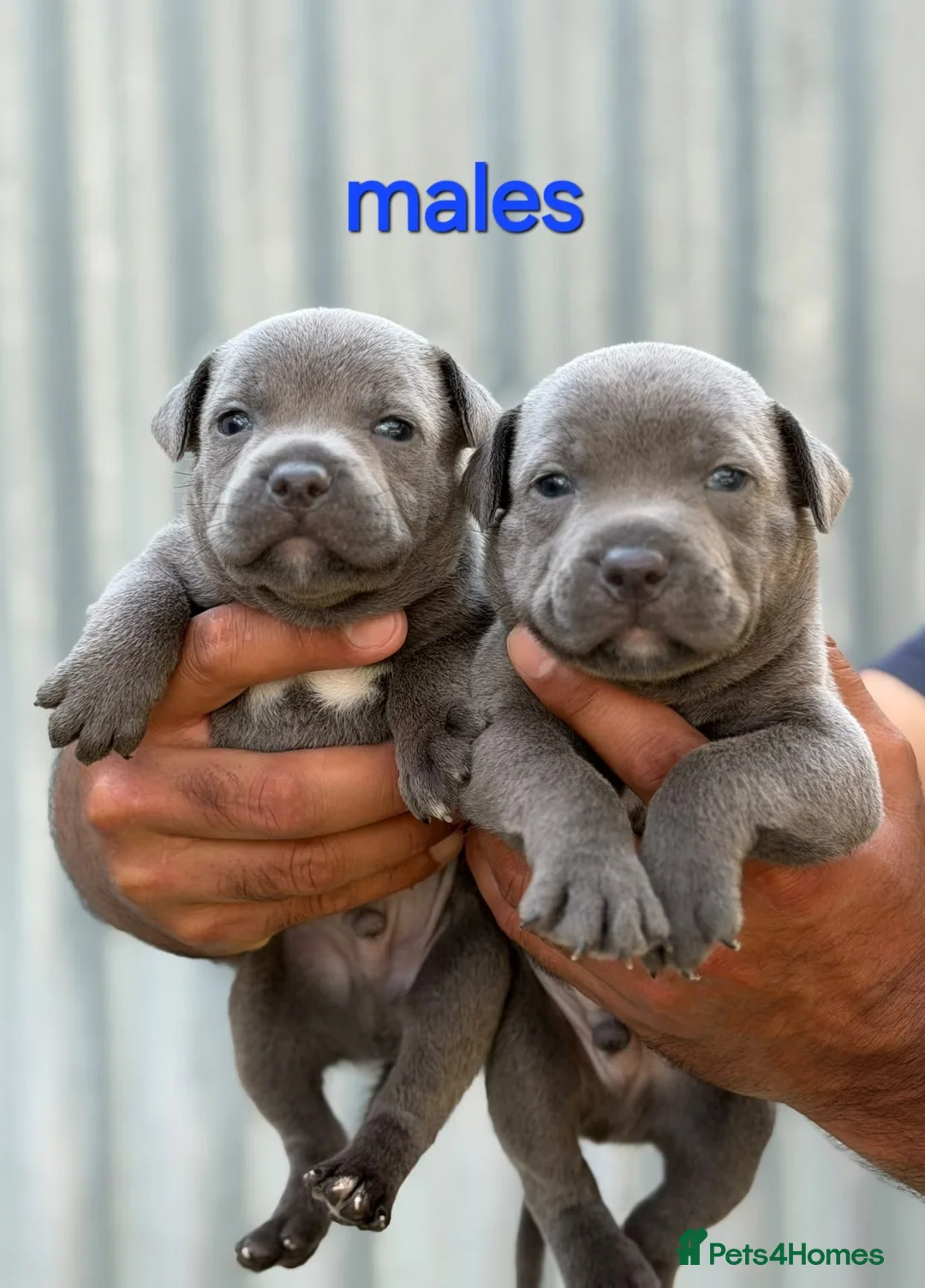 Staffordshire Bull Terrier dogs for sale: **Champion bloodlines puppies** - Advert 1
