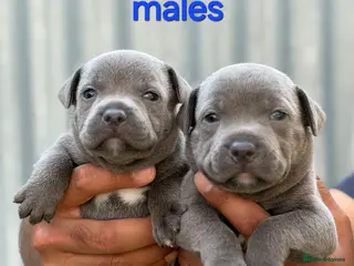 Staffordshire Bull Terrier dogs **KC Reg Champion bloodlines puppies** - Advert 2