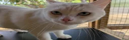 Mixed Breed cats for adoption: Gorgeous Blue Eyed Rescue in Bristol - Advert 8