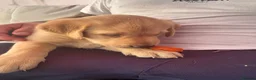 Labrador Retriever dogs for sale: 3 blonde boys available  in Chelmsford - Advert 13