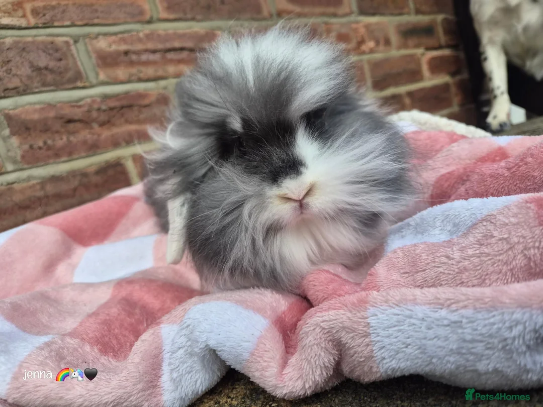 Mixed Breed rabbits for sale: Double mane lion head liop does  - Advert 1