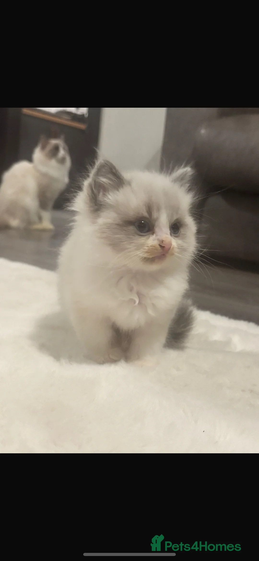 Ragdoll cats for sale: Rag doll kitten  - Advert 3