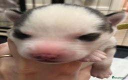 Siberian Husky dogs for sale: Rare piebald husky puppies have now arrived  - Image 7