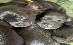 Cocker Spaniel dogs for sale: F1b cocker spaniel puppies for sale - Image 3