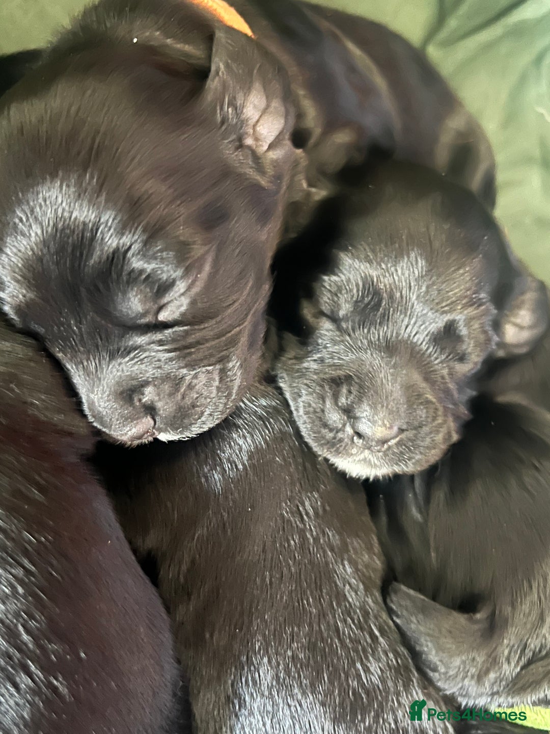 Cocker Spaniel dogs for sale: F1b cocker spaniel puppies for sale - Image 3