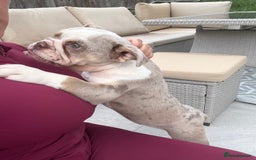 English Bulldog dogs for sale: One gorgeous female left 🐶  in Billericay - Image 6