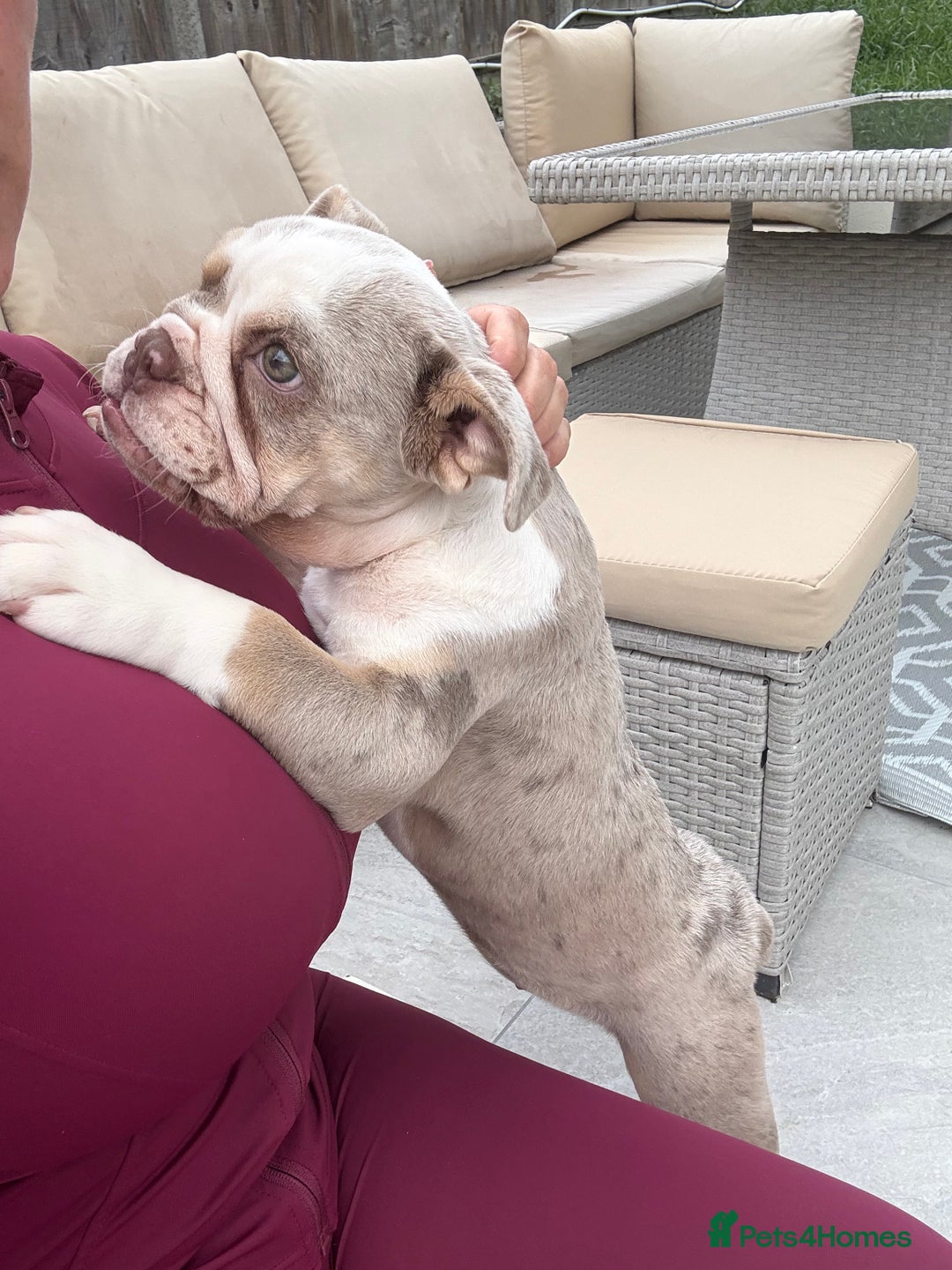 English Bulldog dogs for sale: One gorgeous female left 🐶  in Billericay - Image 6