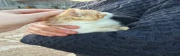 Mixed Breed cats for sale: Farm kitten available - ginger/white girl  - Advert 3
