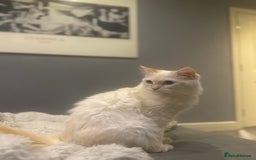 Ragdoll cats for sale: Beautiful 8 Month Old Ragdolls – Loving Homes Only - Image 9