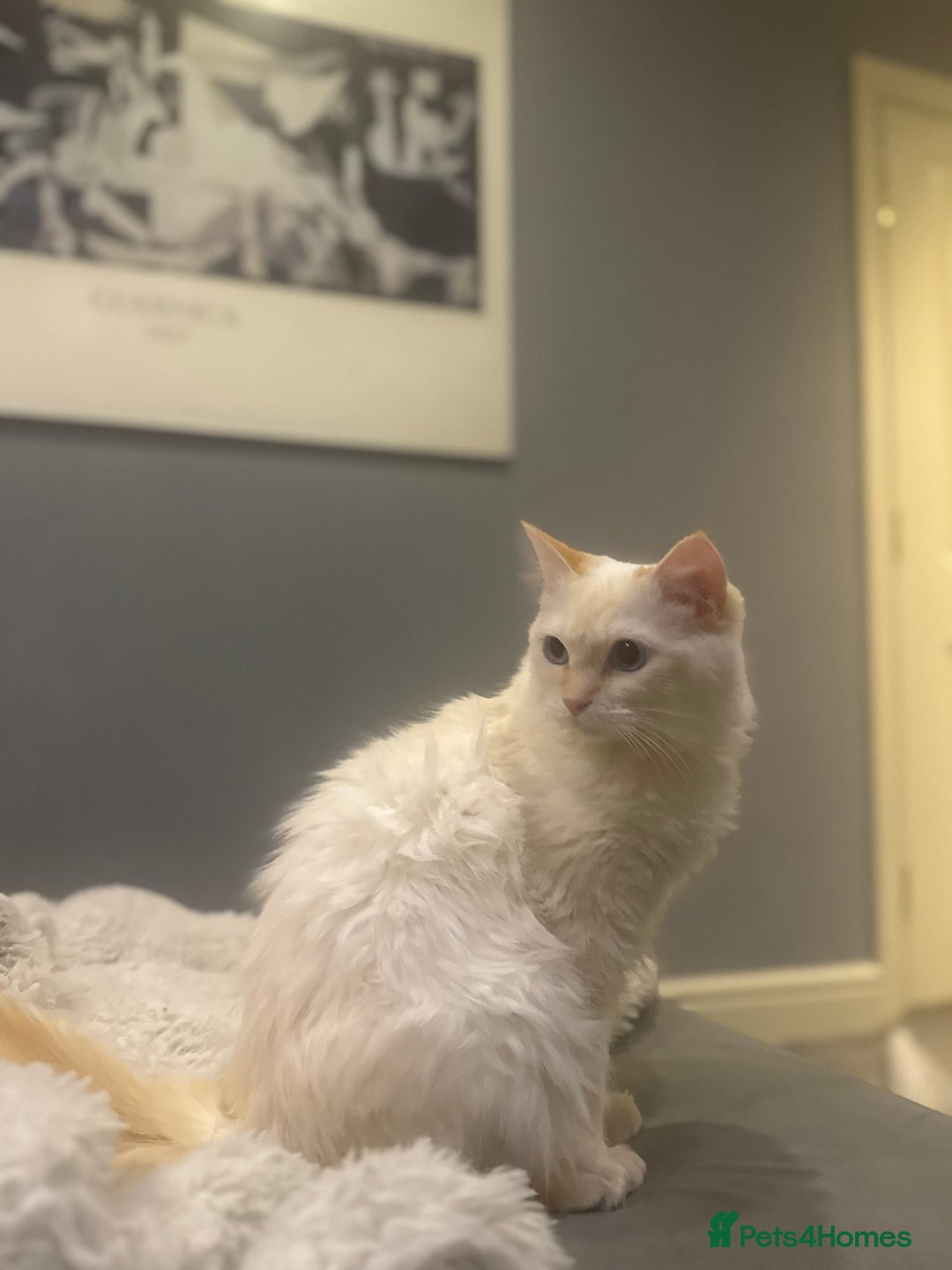 Ragdoll cats for sale: Beautiful 8 Month Old Ragdolls – Loving Homes Only - Image 9