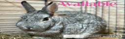 Netherland Dwarf rabbits for sale: Two Netherland doe available  - Advert 3