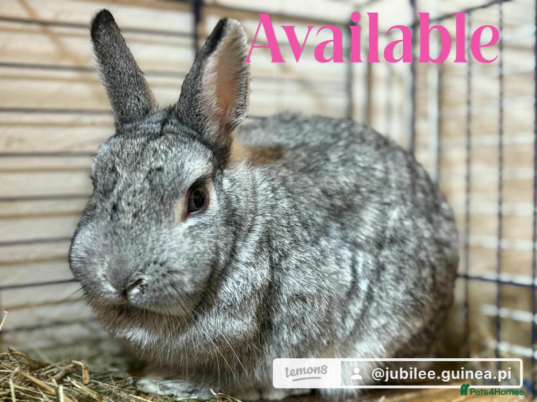 Netherland Dwarf rabbits for sale: Two Netherland doe available  - Image 3
