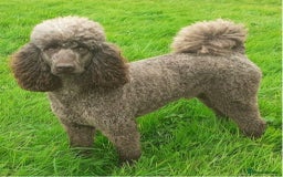 Goldendoodle dogs for sale: 12 Stunning Goldendoodles - Image 36