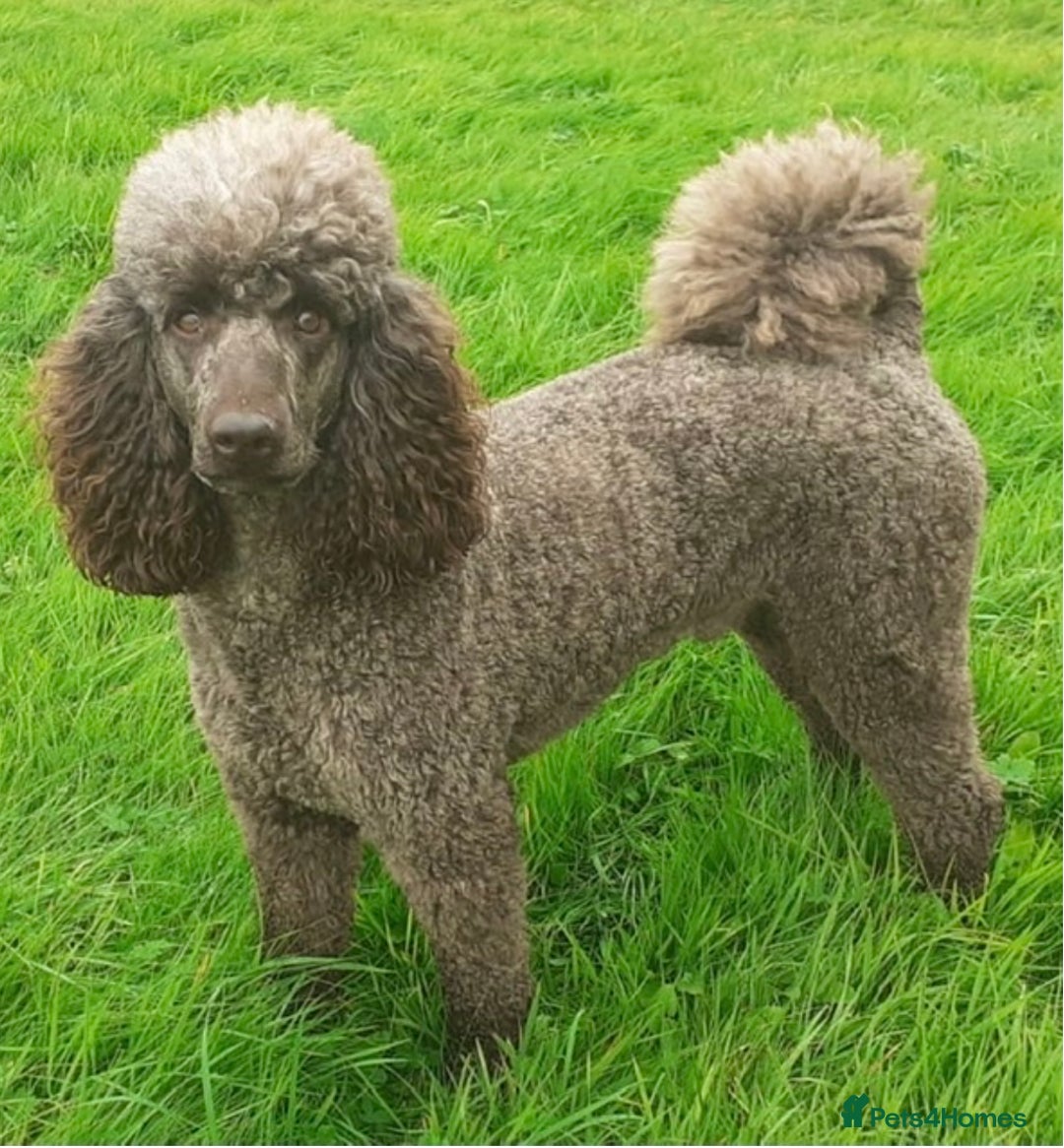Goldendoodle dogs for sale: 12 Stunning Goldendoodles - Image 36