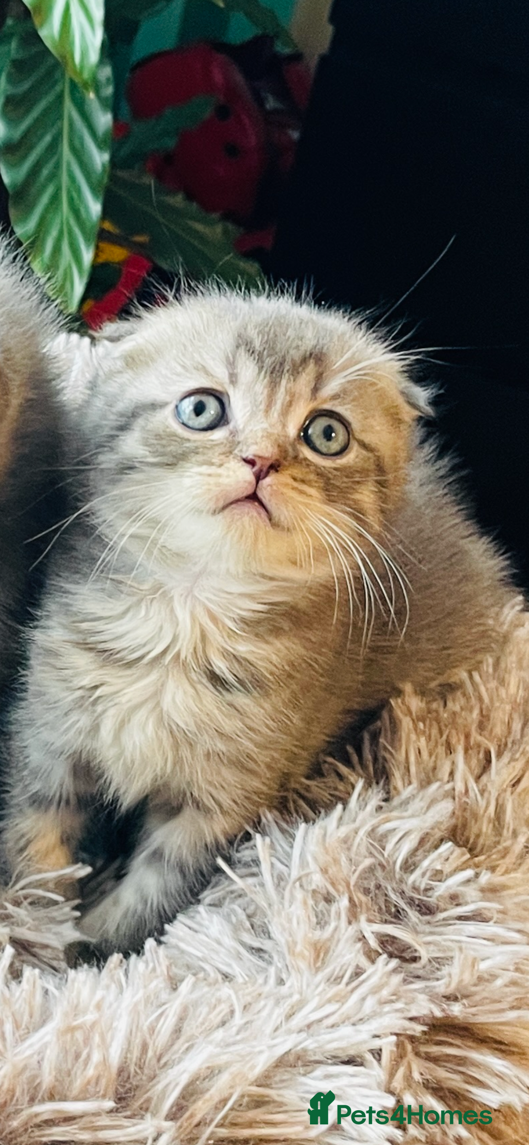 Scottish Fold cats for sale: Beautiful litter looking for new homes ❤️❤️ - Advert 17