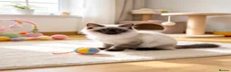 Ragdoll cats for sale: 🐱 Beautiful Ragdoll Kittens - Advert 6