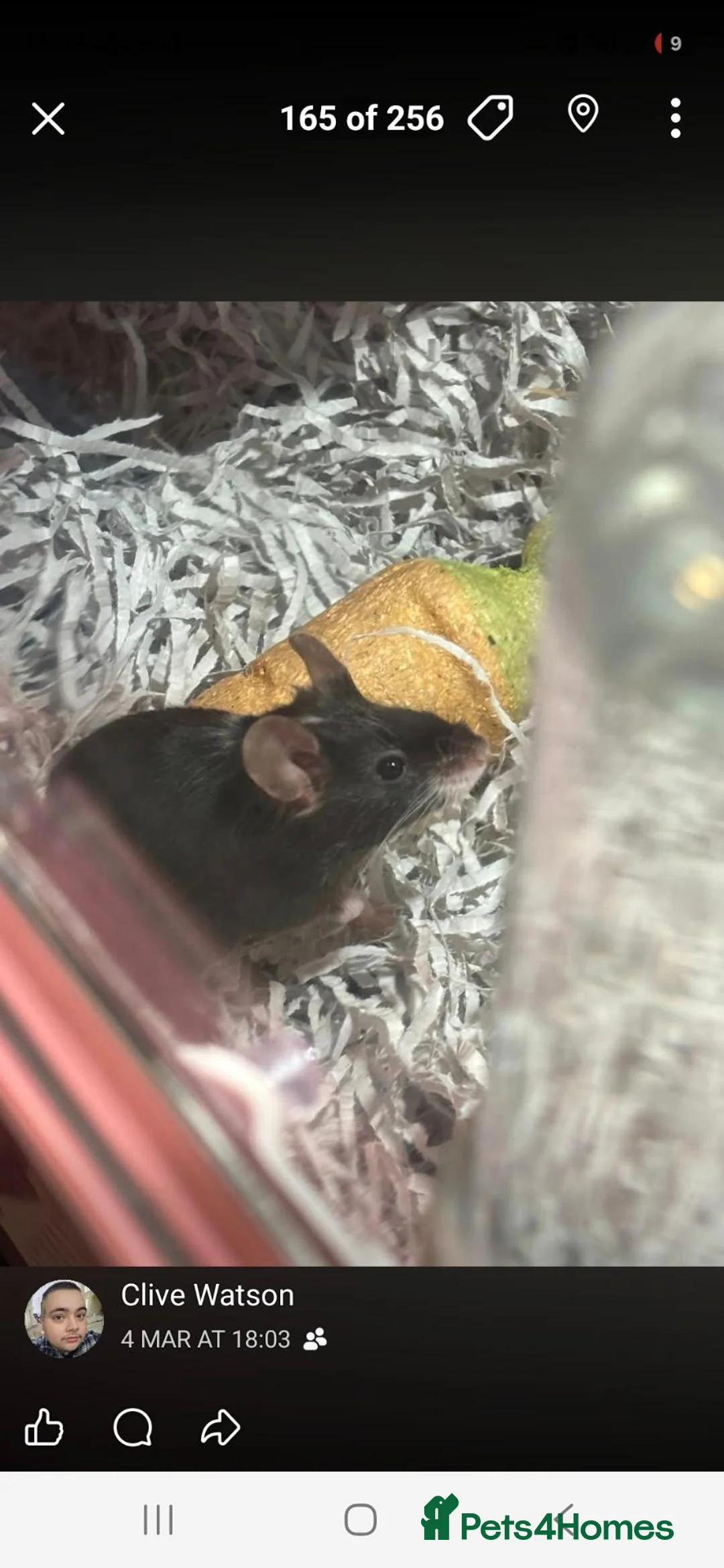 Mouse rodents for sale: Fancy mice pair  - Advert 2