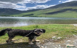 Bordoodle dogs for sale: Collie X  - Image 7