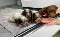 Cocker Spaniel dogs for sale: Cocker spaniel puppys - Image 19