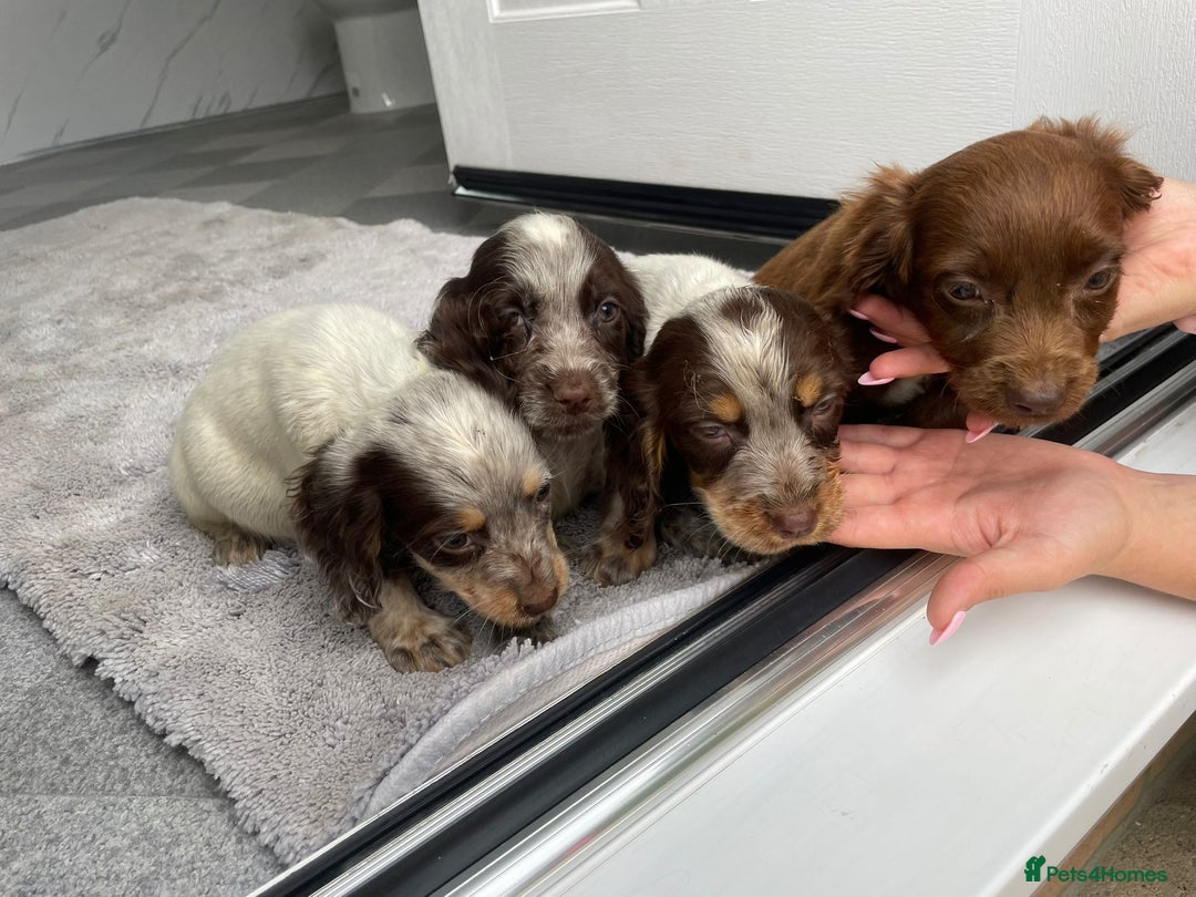 Cocker Spaniel dogs for sale: Cocker spaniel puppys - Image 19
