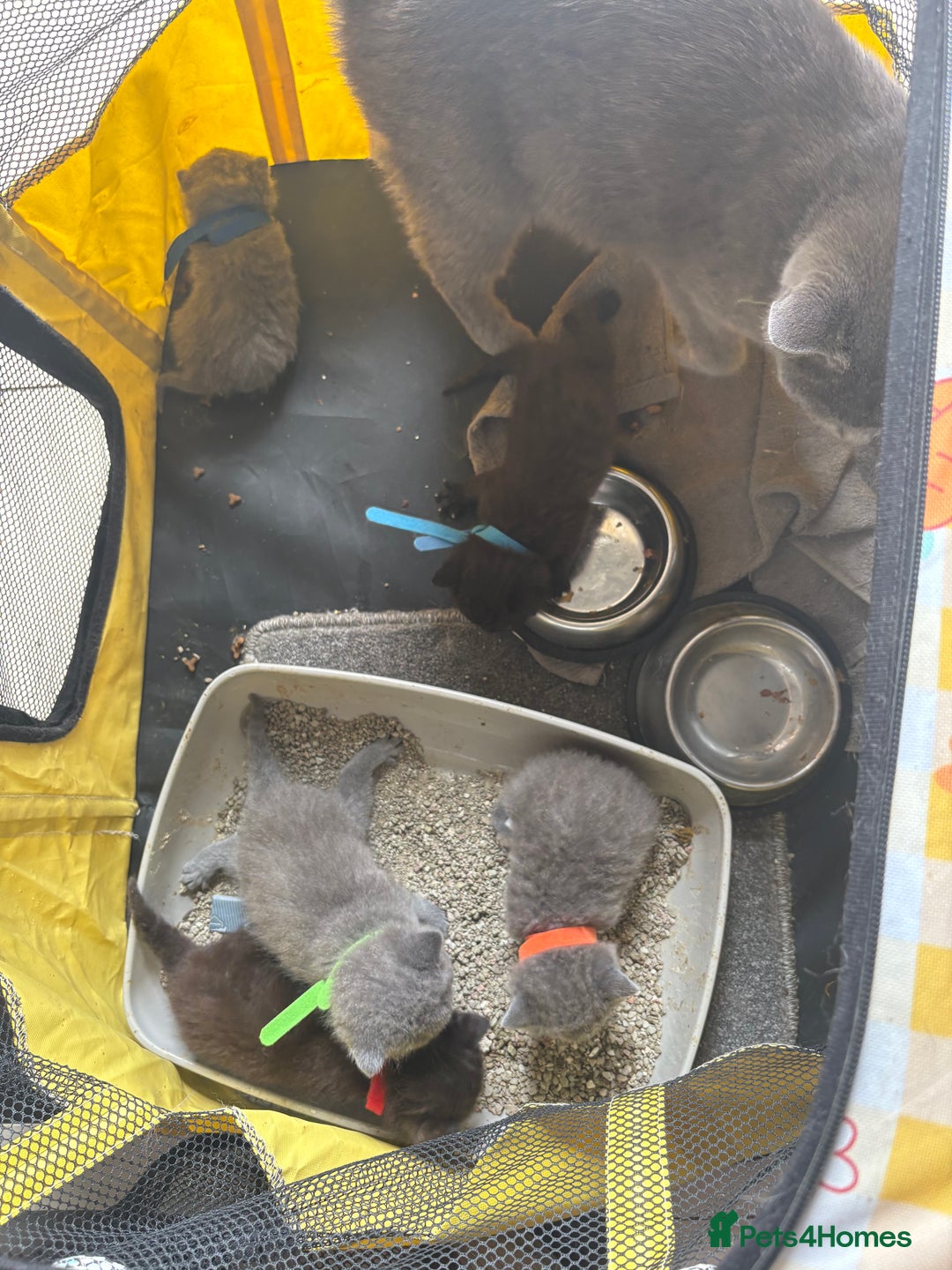 British Shorthair cats for sale: British Shorthair chocolate/grey colours  - Image 18