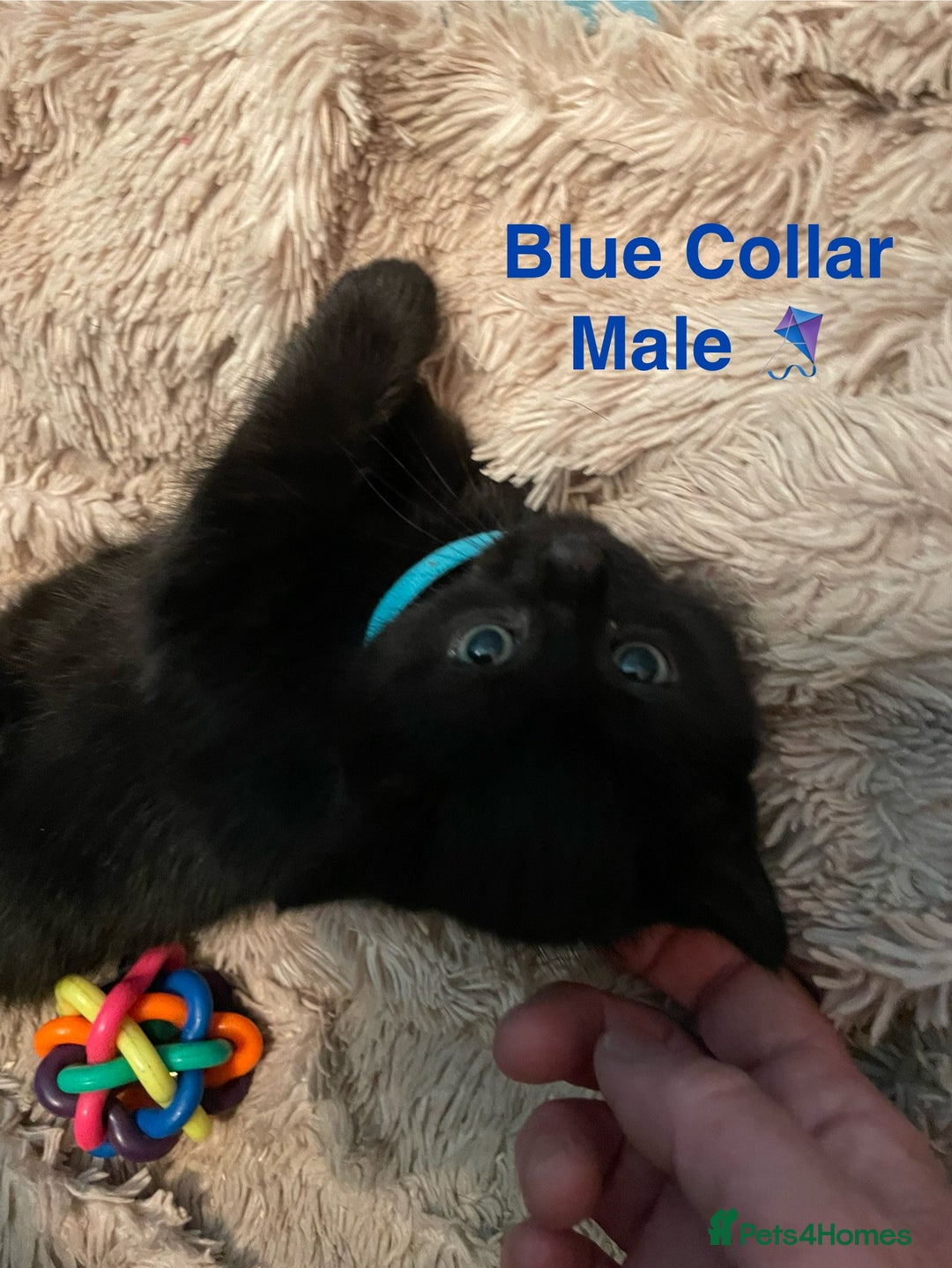 British Shorthair cats for sale: ⭐️🐈‍⬛READY NOW!! British SH Black Kittens⭐️🐈‍⬛ - Image 6