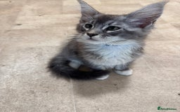 Maine Coon cats for sale: Beautiful Mainecoon kittens ready to leave home  - Image 17