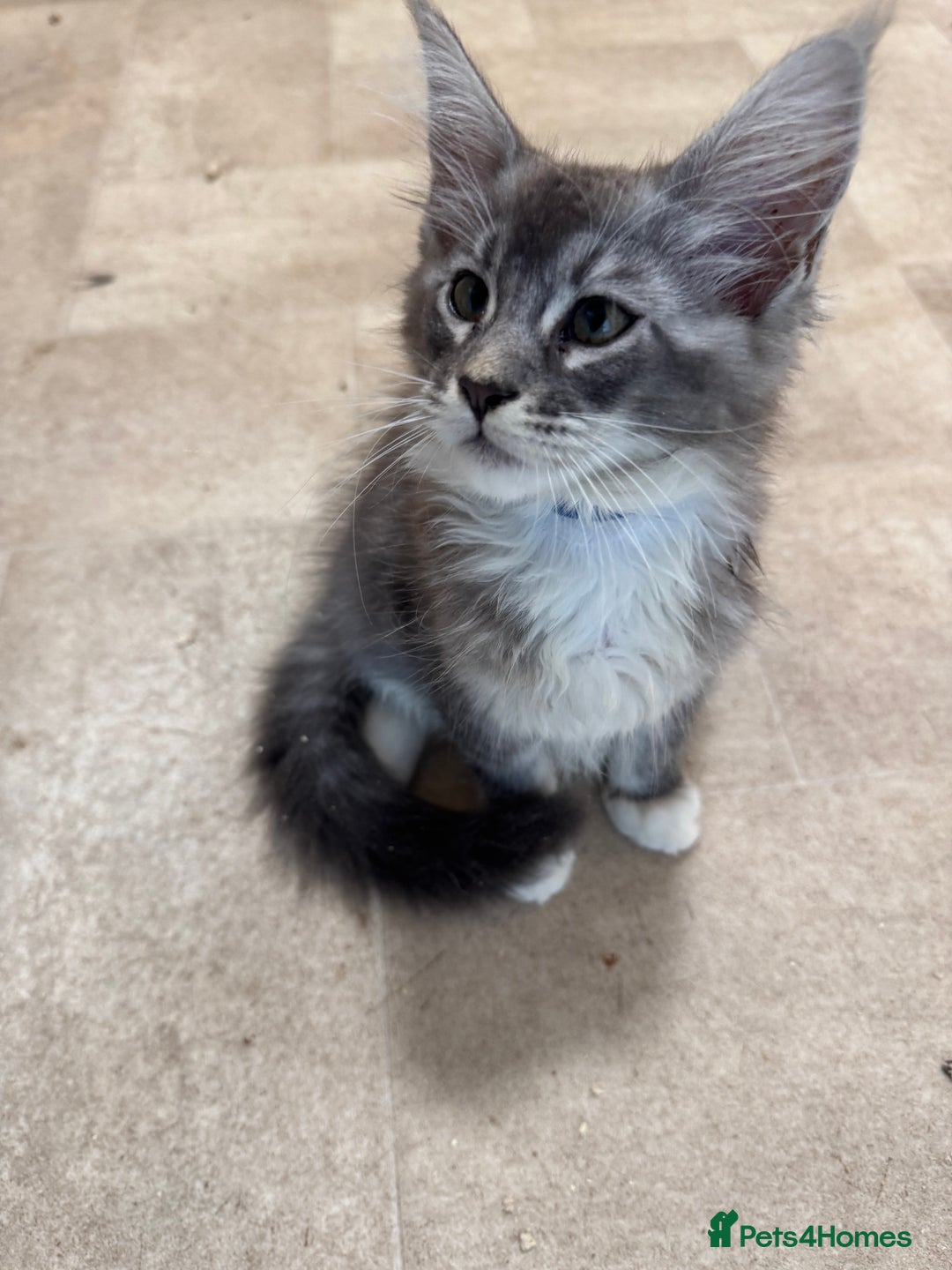 Maine Coon cats for sale: Beautiful Mainecoon kittens ready to leave home  - Image 17