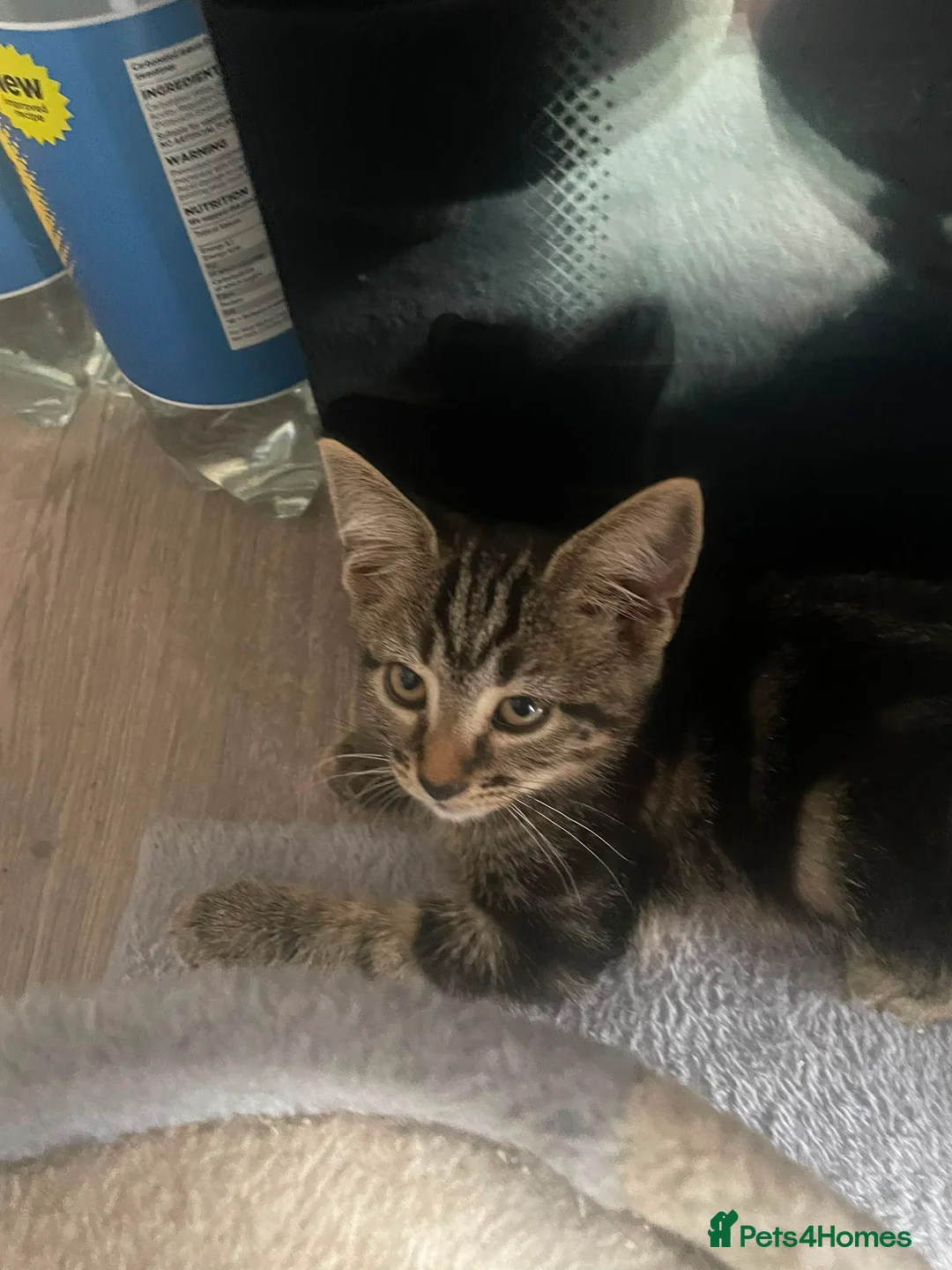 British Shorthair cats for sale: Kittens 12 weeks old - Advert 2