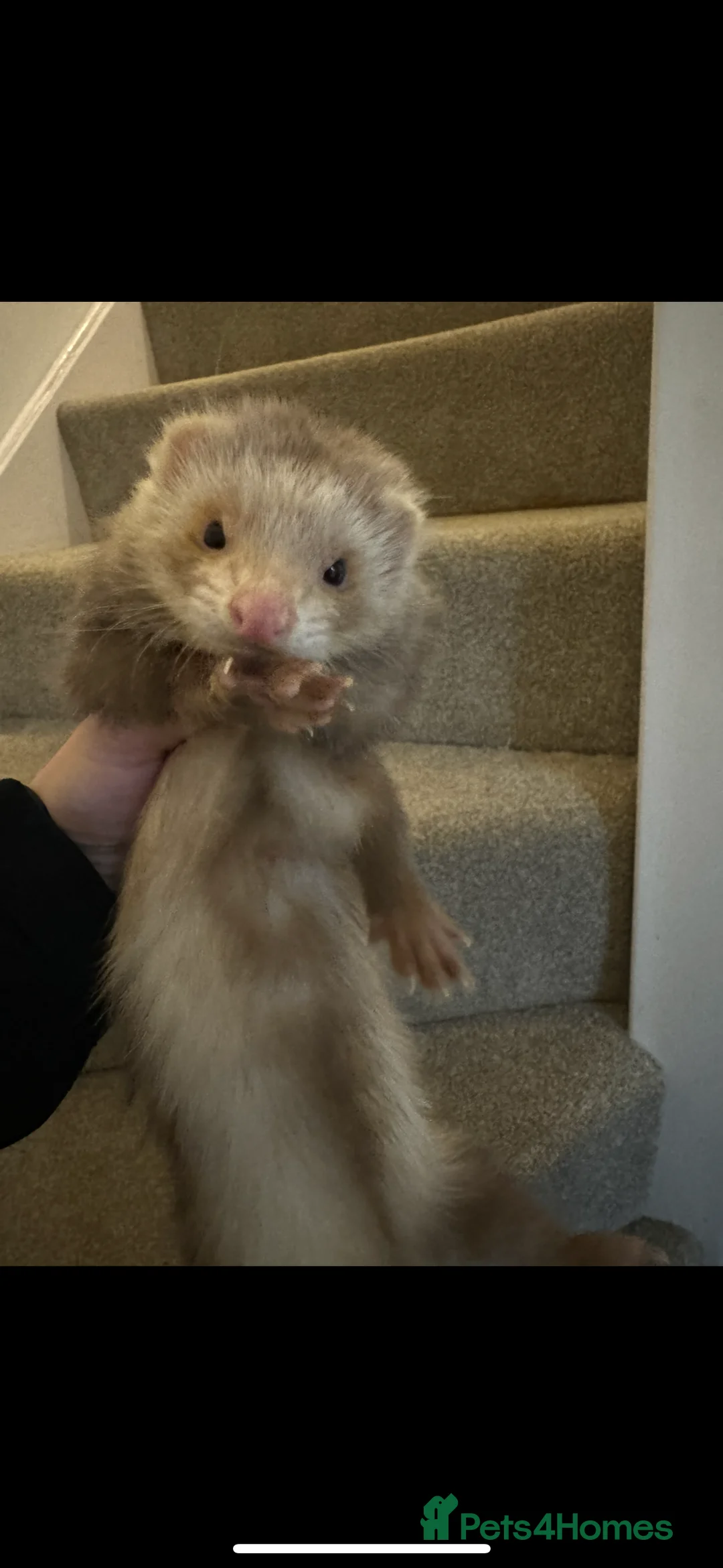 Ferret rodents for sale: 1 male and 2 female ferrets for sale - Advert 3