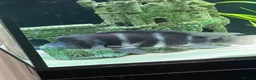 Loaches fish for sale: XL Frontosa male - Advert 2