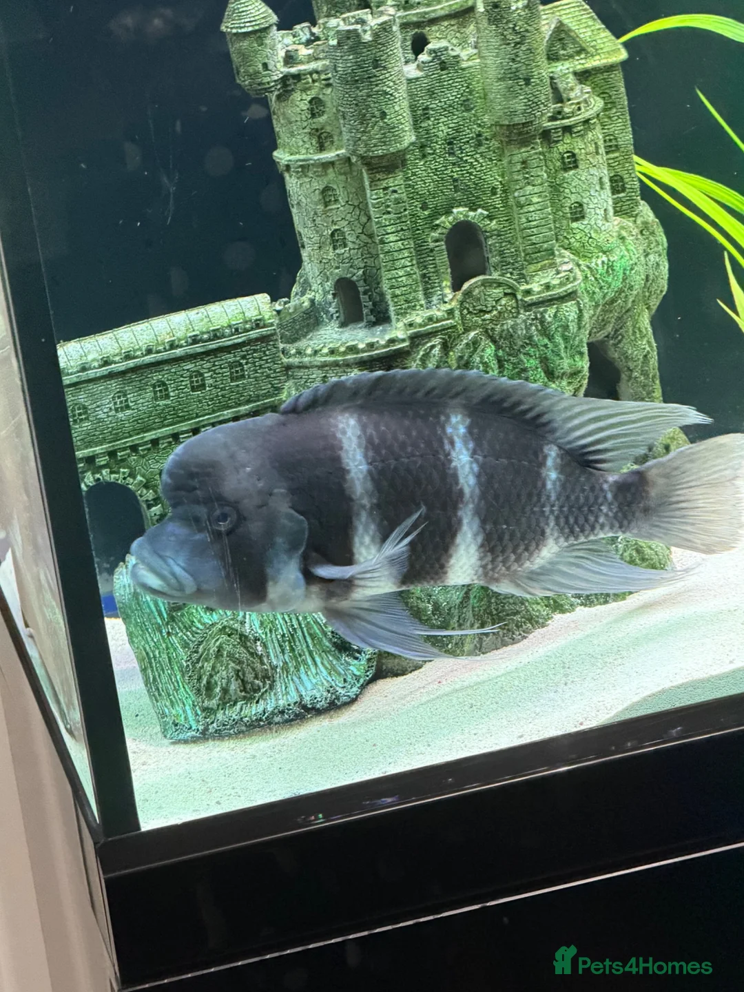 Loaches fish for sale: XL Frontosa male - Advert 2