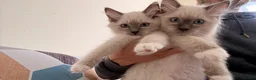 Ragdoll cats for sale: 3 Lovely Kittens Looking for Forever Homes - Advert 3