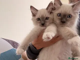 Ragdoll cats 3 Lovely Kittens Looking for Forever Homes - Advert 11