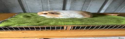 Guinea Pig rodents for sale: Bonded brothers  - Advert 2