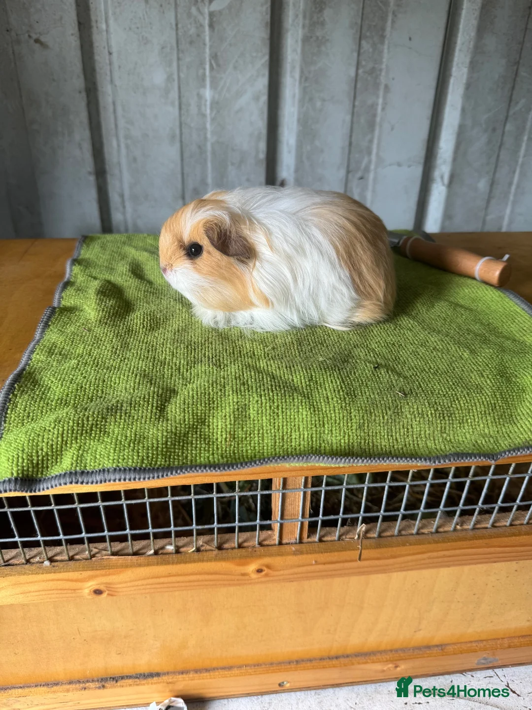 Guinea Pig rodents for sale: Bonded brothers  - Advert 2