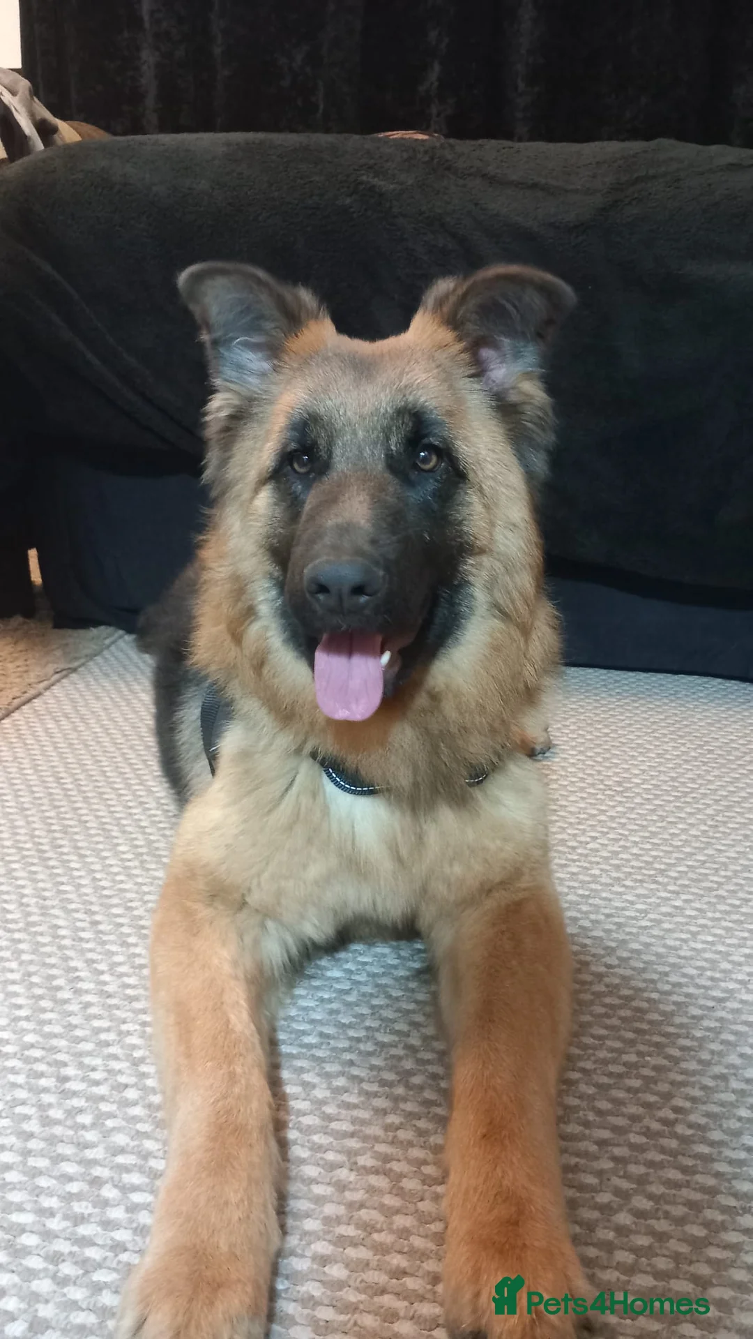 German Shepherd dogs for sale: German shepard female 9 months in Huntingdon - Advert 2
