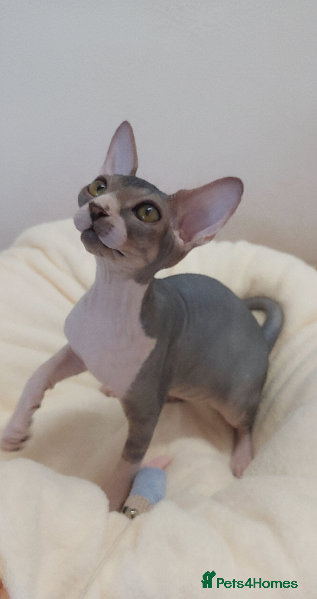 Sphynx cats for sale: Sphynx Kittens – Males & Female – International ✅ - Advert 6