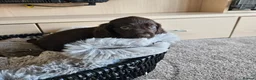 Cocker Spaniel dogs for sale: Working Type Cocker Spaniels - Advert 12