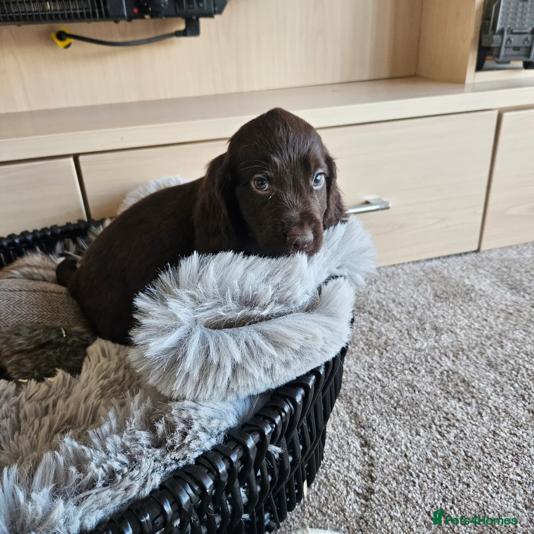 Cocker Spaniel dogs for sale: Working Type Cocker Spaniels - Advert 12