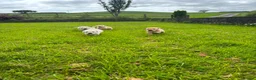 Labrador Retriever dogs for sale: Labrador puppys - Advert 4