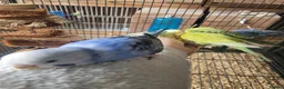 Budgerigars birds for sale: Semi to tame baby Budgies  - Advert 3