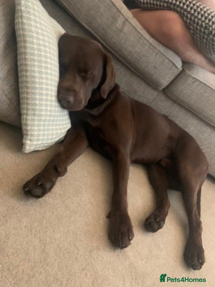 Labrador Retriever dogs 🤎CHOCOLATE LABRADOR STUD DOG- PROVEN in Derby - Advert 2