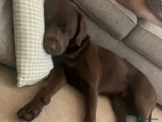 Labrador Retriever dogs 🤎CHOCOLATE LABRADOR STUD DOG- PROVEN in Derby - Advert 8